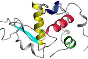 molécule hamlet tueuse de cellules cancéreuses